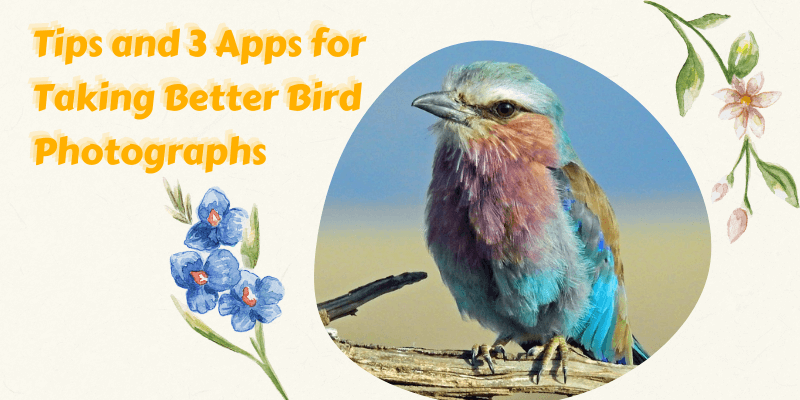 Tips-and-3-Apps-for-Taking-Better-Bird-Photographs